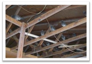 Birds in the rafters