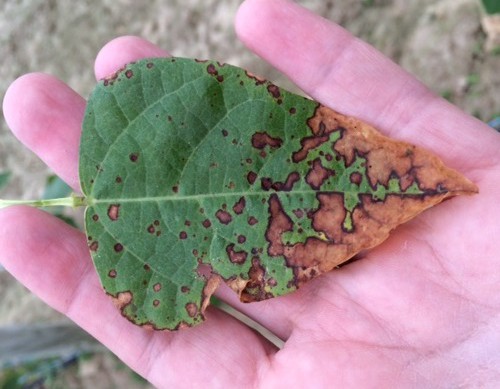 Bacterial brown spot of lima bean. Symptoms look like a fungal infection. (Photo by Michelle Infante-Casella)