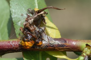 Peach blossom blight canker. Note gum, attached flower parts, and gray colored spores.