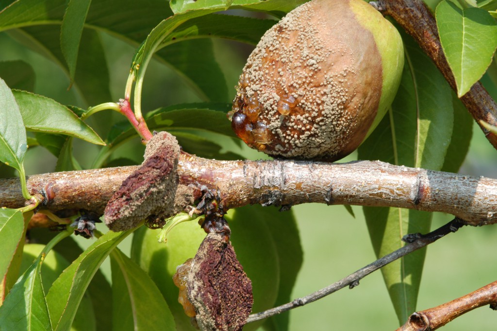 Brown Rot Management in a Wet Growing Season Part I — Plant & Pest