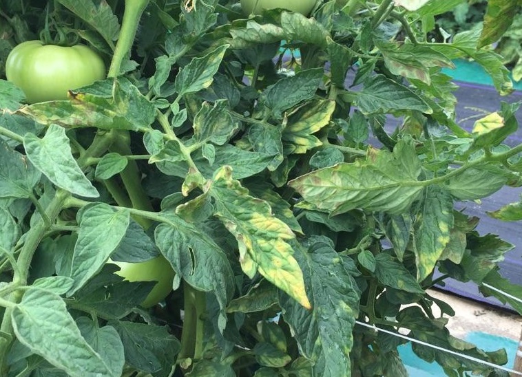 Leaf Mold In Tomato Plant Pest Advisory