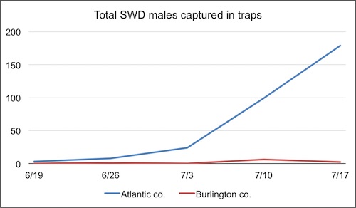 Total SWD Males Captured in Traps