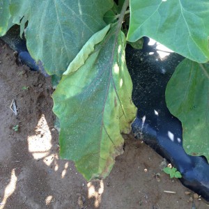 Diagnostic symptoms of Verticillium wilt in eggplant.