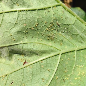 Heavy melon aphid population on lower leaf surface. Photo: Kris Holmstrom