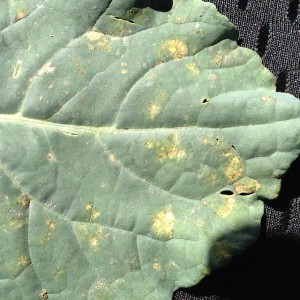 Crucifer Downy Mildew - yellow spots upper leaf surface. Photo: Kris Holmstrom
