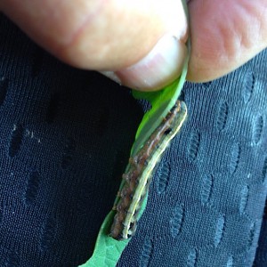 Yellow Striped Armyworm Larva. Photo: Kris Holmstrom