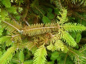 Although a Fir & not a spruce, the older needle discoloration are stippling symptoms from spruce spider mites. Photo from SK Rettke of RCE 