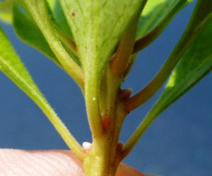  Southern Red Spider Mite eggs overwintering at twig stem & under leaves of Pieris japonica. Careful directed dormant oil sprays will give good results. Photo credit: SK Rettke of RCE 