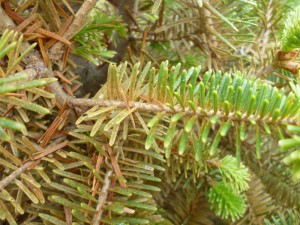 Spruce spider mites adults & eggs on this Frasier fir may still be active as late as December. Target the outer growth with dormant oils for controls. Photo credit: SK Rettke of RCE 
