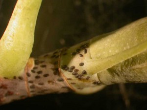 Close-up of overwintering soft scale 2nd instar nymphs. Photo credit: Unknown 
