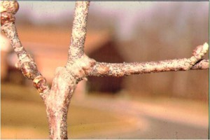 Black 2nd instar Tulip tree nymphs overwinter on branch bark. With good coverage, dormant oils are effective. Photo credit: SK Rettke of RCE 