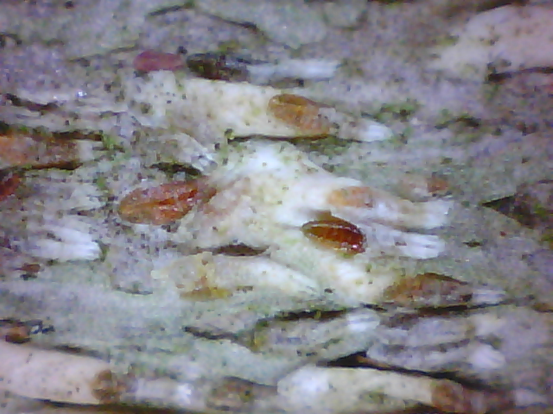 Close-up of Japanese maple scales. Removal of white waxy cover will reveal the purple colored insect. Photo credit: SK Rettke of RCE