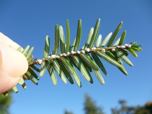Dormant Oils can target overwintering Hemlock Wooley Adelgid females within the white waxy sacks. Eggs can also be targeted in March/April. Photo credit: SK Rettke of RCE 