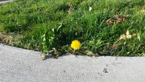 Dandelion-bloom-300x169