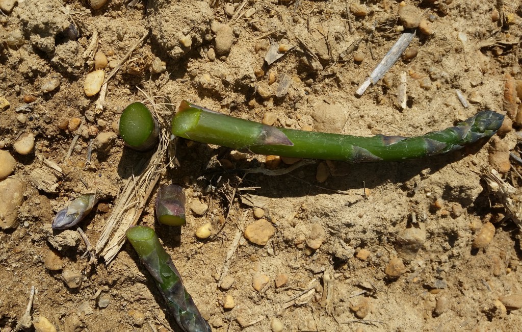 Spear Damage in Asparagus — Plant & Pest Advisory