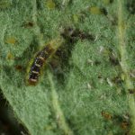 Syrphid (Hover fly) larvae consuming apple aphids