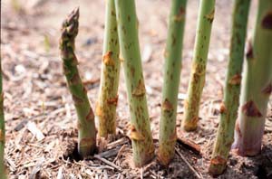 Purple spot in asparagus (Photo by Mary Hausbeck, Michigan State University)