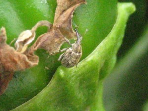 Adult weevil on pepper fruit