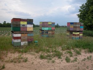 Bee hives for squash pollination