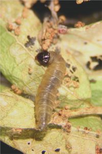 Blackheaded fireworm Larva (Photo by D. Schiffhauer) 