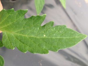 Mite feeding signs on upper tomato leaf surface.
