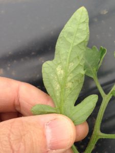 Mites and feeding signs on lower leaf surface. Aphids also present.