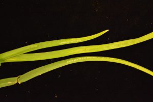 Allium leafminer oviposition scars on onion