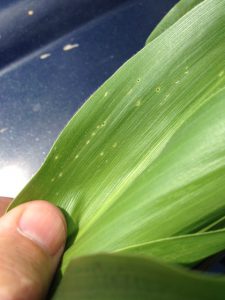 small holes in a leaf