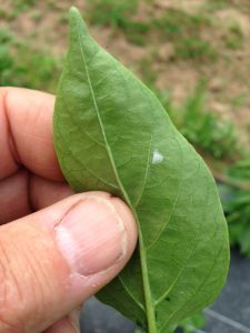 pepper leaves