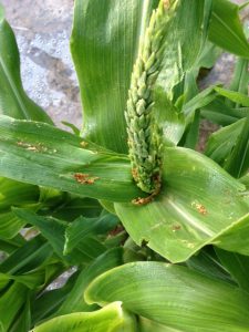 European corn borer