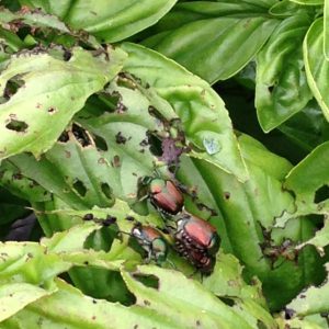 japanese beetle basil close