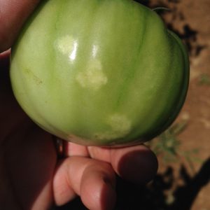 SB injury tomato