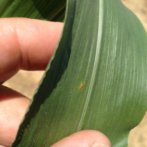 corn leaf rust