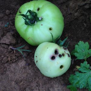 tomato fruitworm injury
