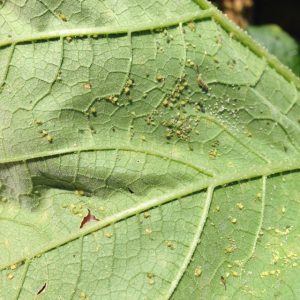 melon-aphid-heavy-lower-leaf-surface