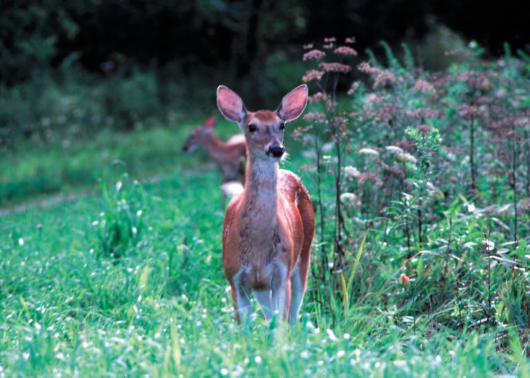SADC CostSharing for Deer Fence on Permanently Preserved Farms — Plant