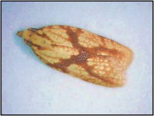 Sparganothis fruitworm adult
