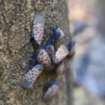 Spotted lanternfly on tree