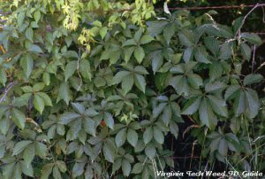 Wednesday Weed – Virginia Creeper