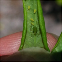 Young aphid colony showing early reproduction