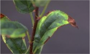 Potato leafhopper hopperburn
