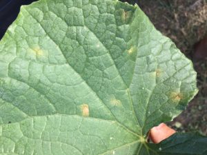 Cucurbit Downy Mildew