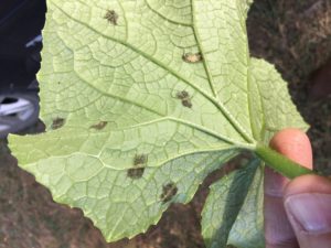 Cucurbit Downy Mildew