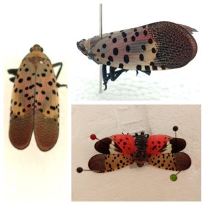 Spotted lanternfly adult