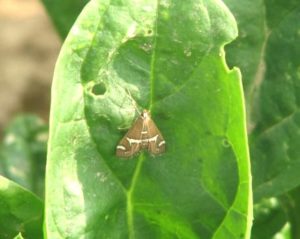 Hawaiian beet webworm moth on spinach
