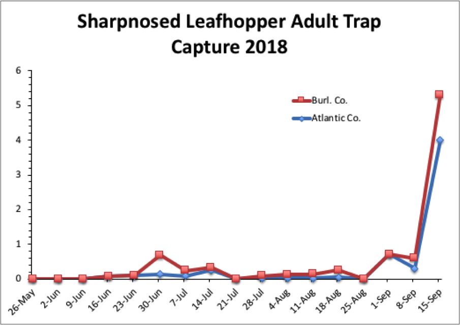 Sharpnosed Leafhopper Adult Trap Captures