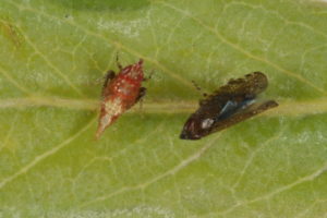 Sharpnosed leafhopper nymph on left and adult on right
