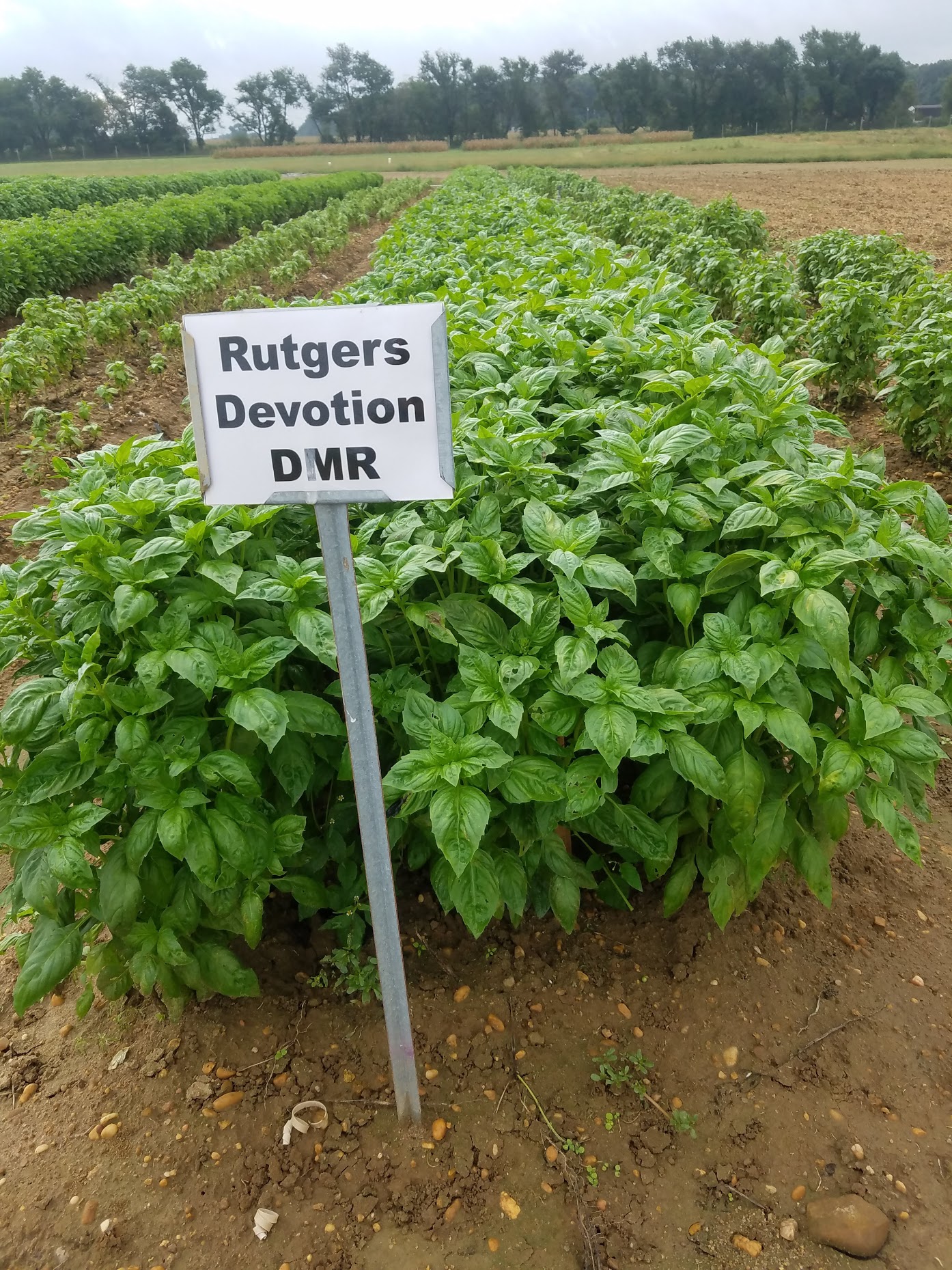 An Introduction To Rutgers Downy Mildew Resistant Sweet