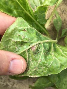 Hawaiian Beet Webworm infestations