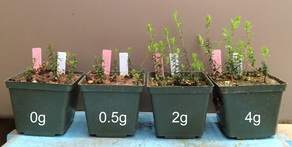 Beating the Bugs in the Bogs Fertilizer Affects Cranberry Resistance